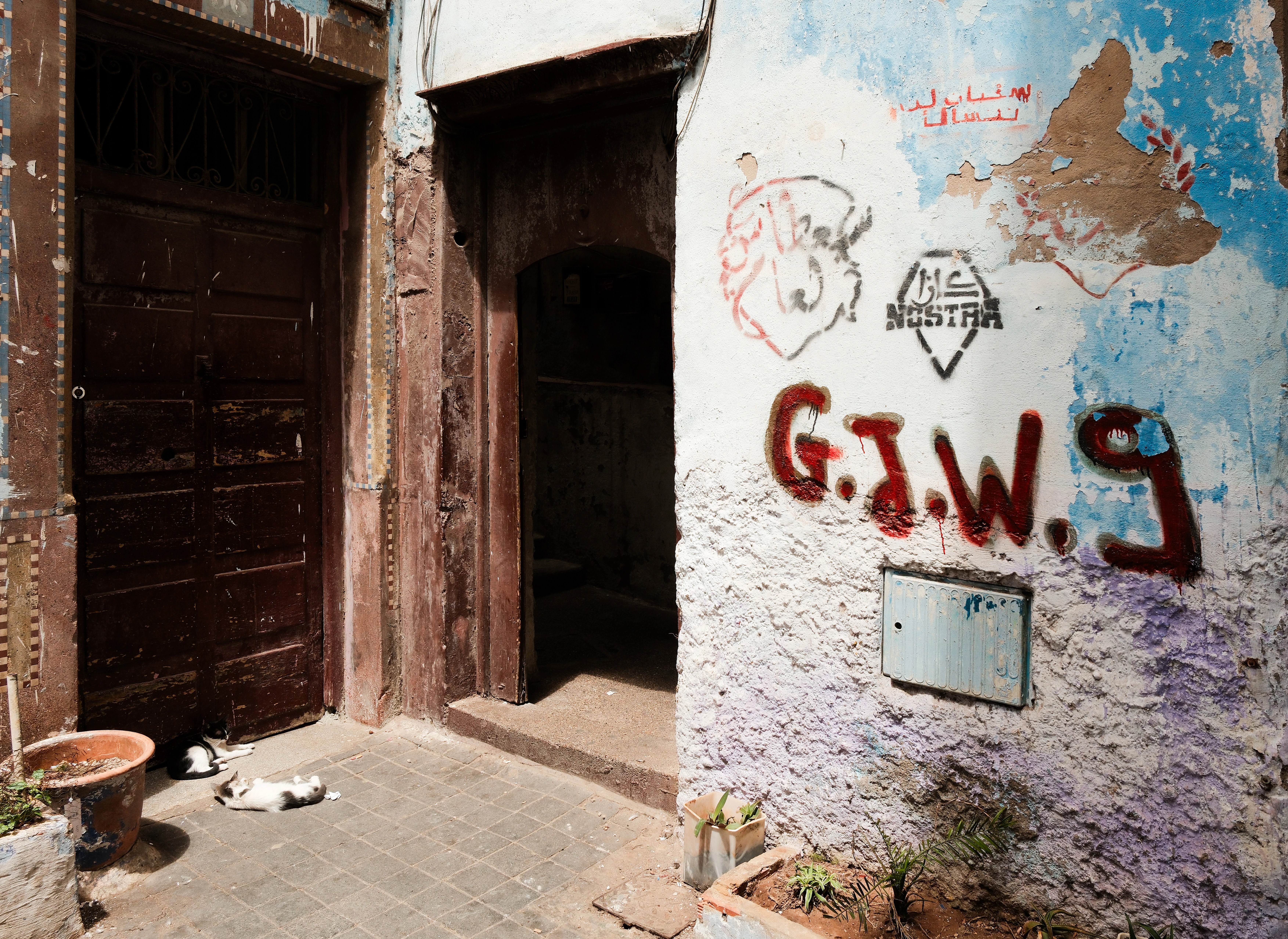 Cats rest beside weathered blue and white walls marked with graffiti